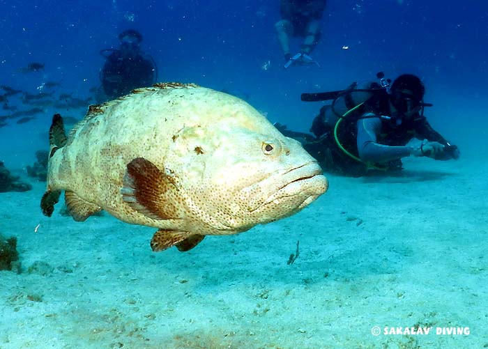 south liveaboard dive cruise in Nosy Be